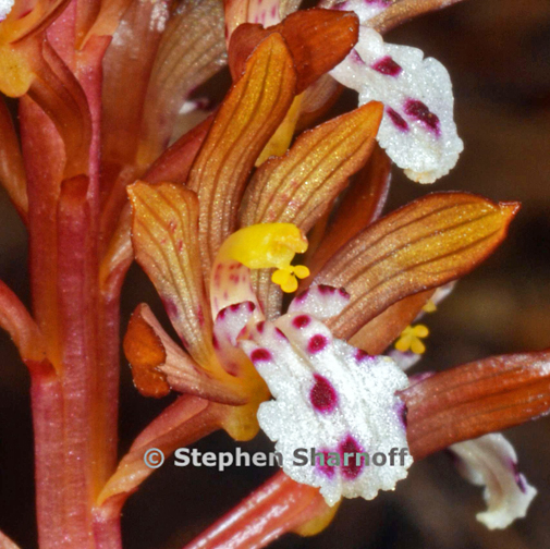 corallorhiza crop graphic